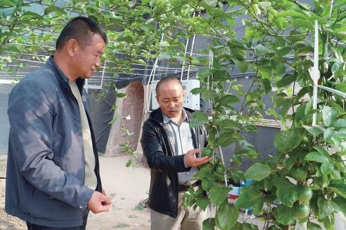 塞上有“南果” 四季别样香