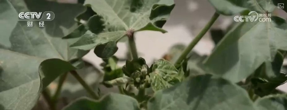 4482.3万亩,“智慧管家”赋能!棉花种植数字化、精准化、远程化
