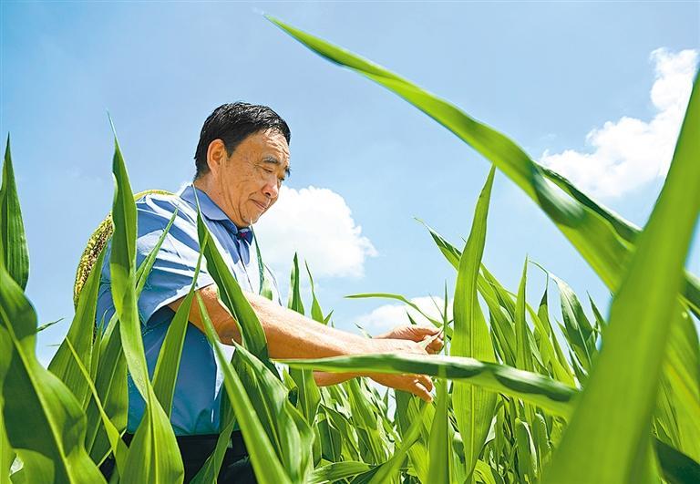 为了大地的丰收