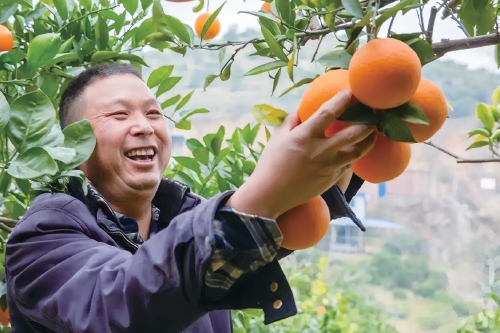 上演一段强村富民的“橙色传奇”
